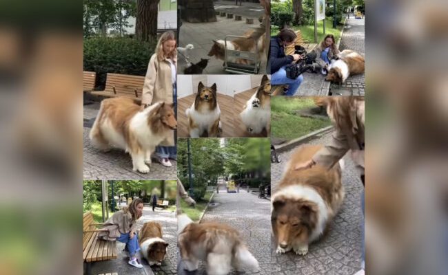 PHOTOS : Man Who Spent $14,000 To Turn Into DOG, Takes First Public Walk