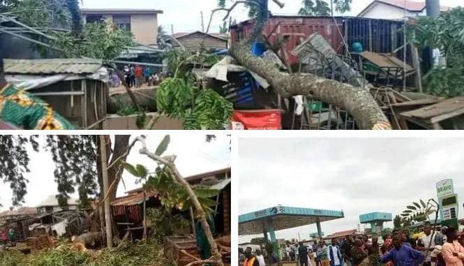JUST IN: Fallen Tree Kills Two, Injures 10 In&nbsp;Ilorin