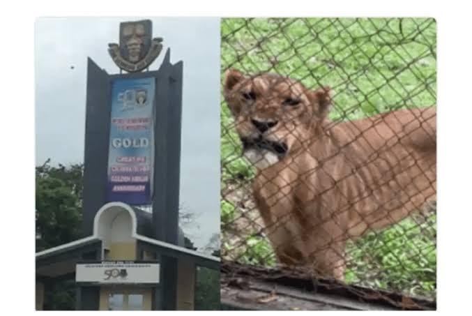 See Photos Of Olabode Olawuyi, OAU Zookeeper Killed By&nbsp;Lion