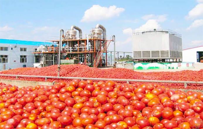 Tinubu Unveils ‘Africa’s Largest’ Tomato Processing Factory