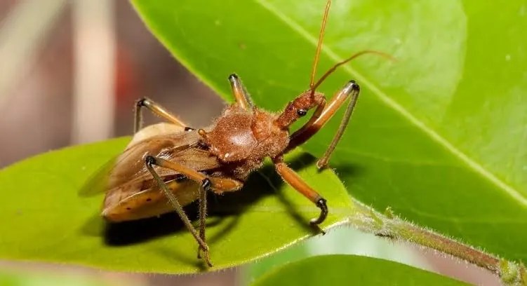 Panic As Strange Insects Invade Community In Southwest,&nbsp;Nigeria