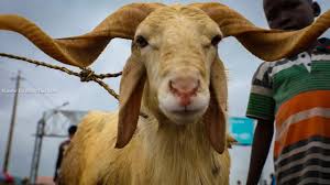 Sallah: Thieves steal Chief Imam’s ram in&nbsp;Jos