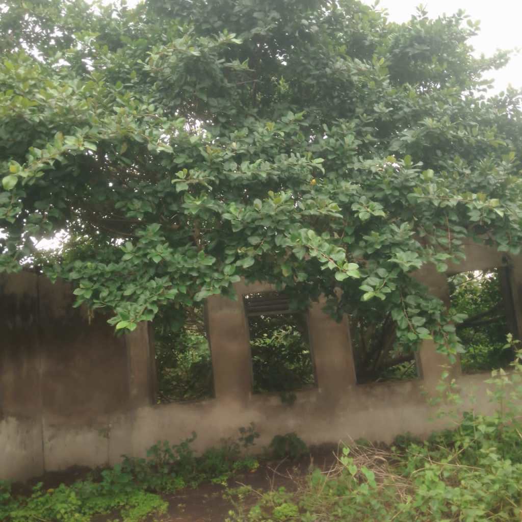 Osun Public Schools Where Trees Portent Danger For Students And&nbsp;Teachers
