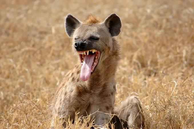 Escaped Hyena from Jos Wild Life Park&nbsp;recaptured