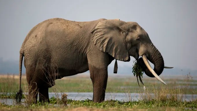 Zimbabwe Govt Set to kill 200 Elephants To Feed Citizens Left Hungry By&nbsp;Drought
