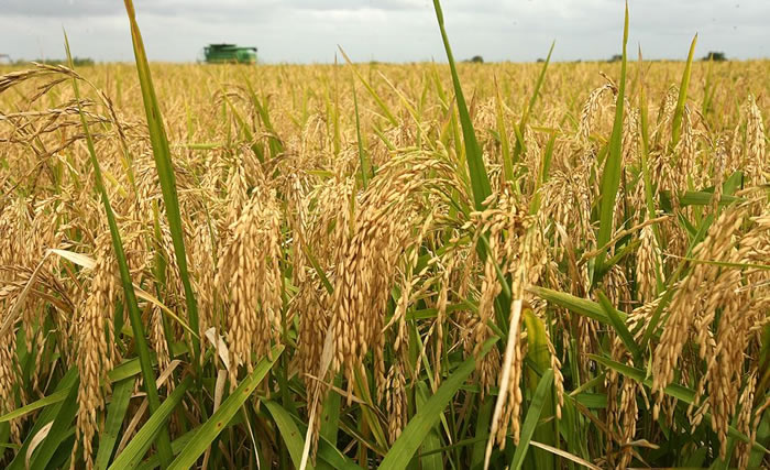 Rice Mills Suffer Shutdown In&nbsp;Nigeria