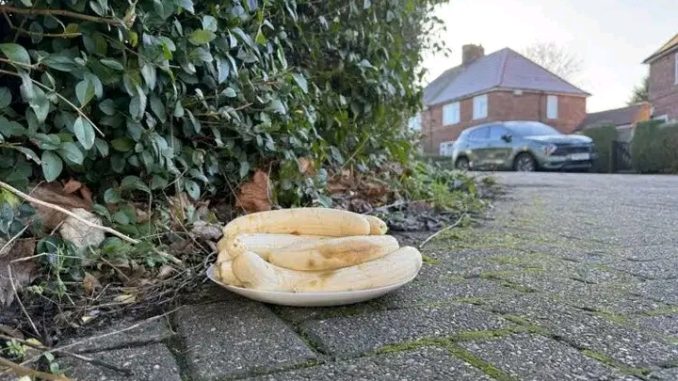 UK Residents Raise Alarm Over Monthly Peeled Banana Plates In&nbsp;Junction